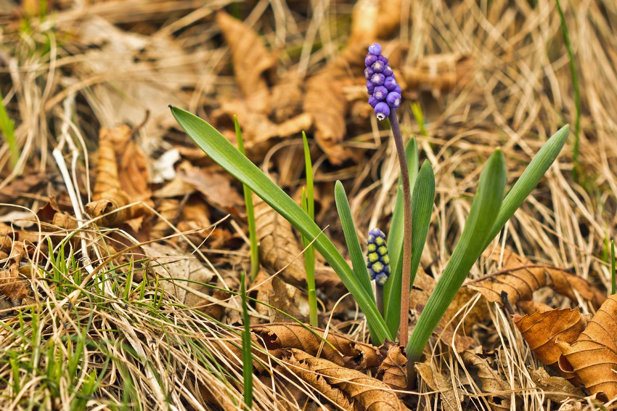 Muscari botryoides / Muscari azzurro